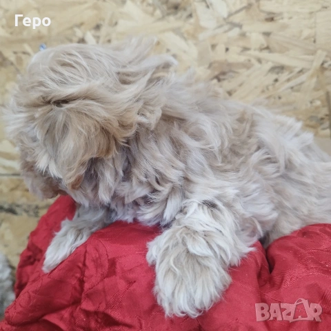 малтипу , снимка 14 - Пудели - 53601593