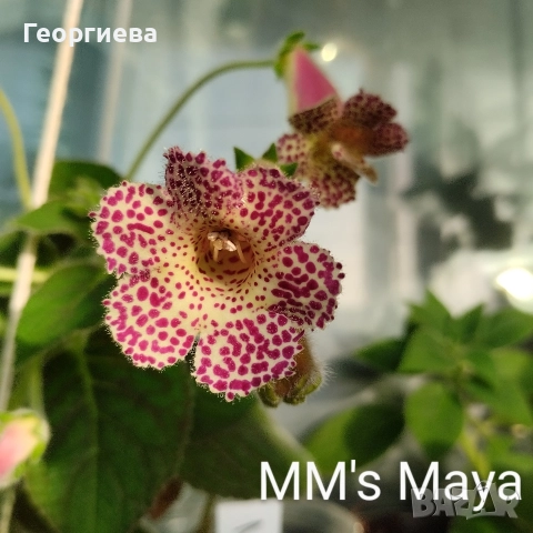 разменям ризоми от колерия