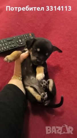 чихуахуа , снимка 6 - Чихуахуа - 52935666