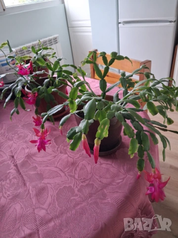  Коледниче - три саксии, снимка 12 - Стайни растения - 53212399