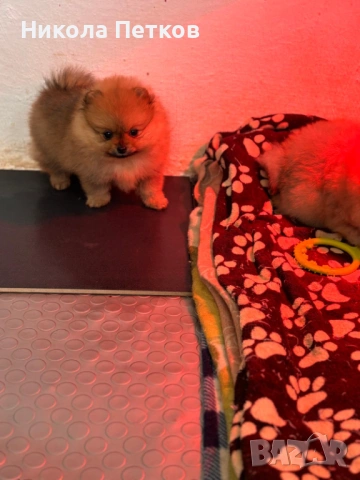 Померан, снимка 3 - Померан - 53176254