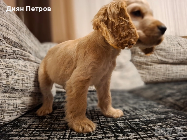 чистокръвен англииски кокер шпаньол, снимка 5 - Шпаньоли - 53025807