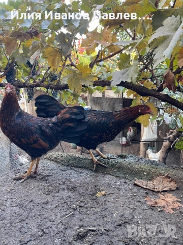 Яйца за люпене крем легбар и др., снимка 8 - други­ - 49709163