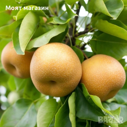 Азиатска круша Наши (Pyrus pyrifolia) , снимка 2 - Градински цветя и растения - 53626823