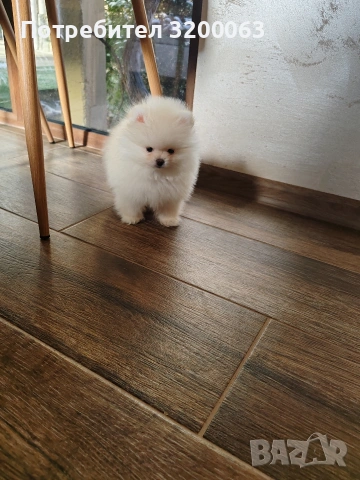 Померан мини мини 