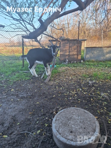 Продавам женско яре , порода бритиш алпин, снимка 2 - Кози - 53395101