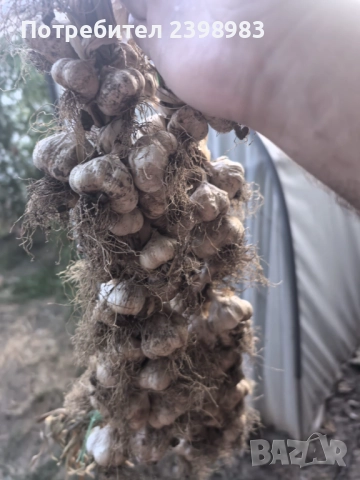 Градински Лук, снимка 4 - Домашни продукти - 52087040