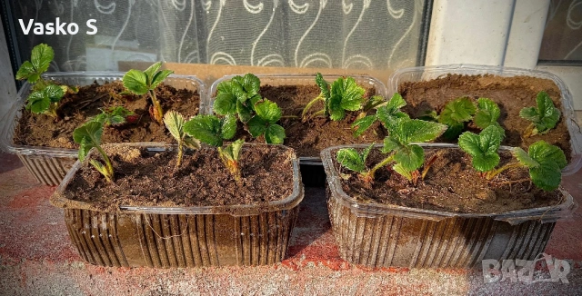 Ягоди разсад