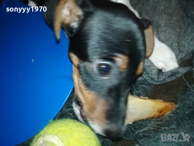 ДЖАК РЪСЕЛ ТЕРИЕР-ЖЕНСКО 0811251601