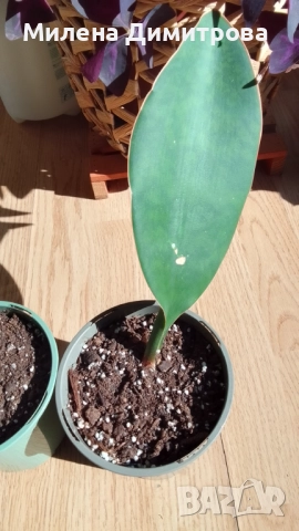 Sansevieria Masoniana - Whale fin ( Сансевиера Китова перка ), снимка 6 - Стайни растения - 51888121