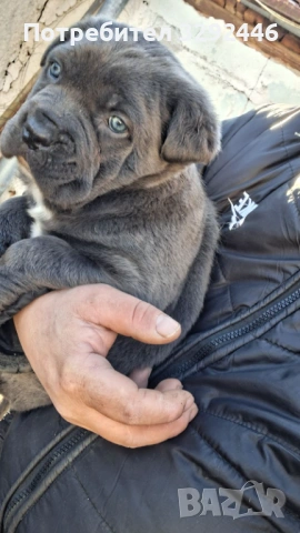 сладурче , снимка 2 - Кане корсо - 53140972