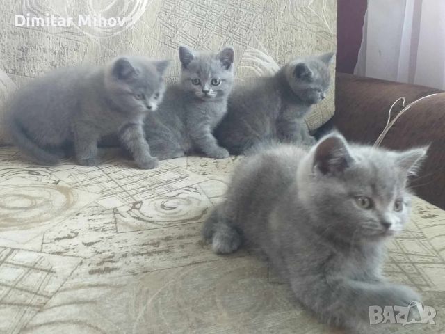 британски сини късокосмести котета, снимка 5 - Британска късокосместа - 46430548