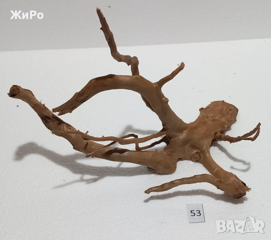 Корен от Азалия /декорация/ 53, снимка 4 - Други - 54102224