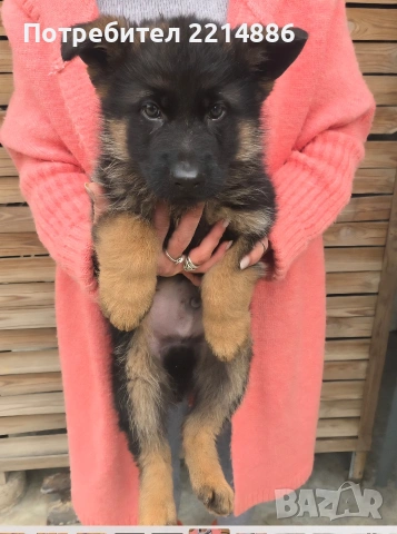 Немски овчарки 