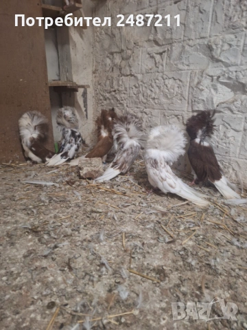 Яканли 17 бр., снимка 4 - Гълъби - 54013085