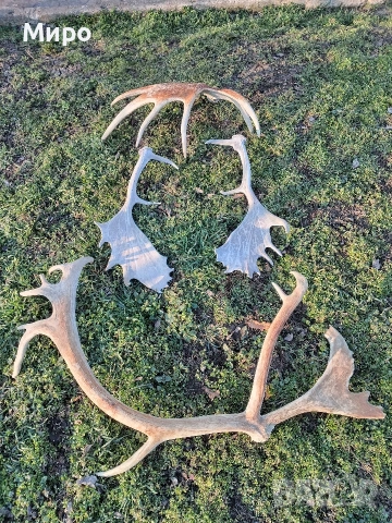 Стари рогa от елен лопатар,лос и карибу.Трофей., снимка 2 - Други - 53922366