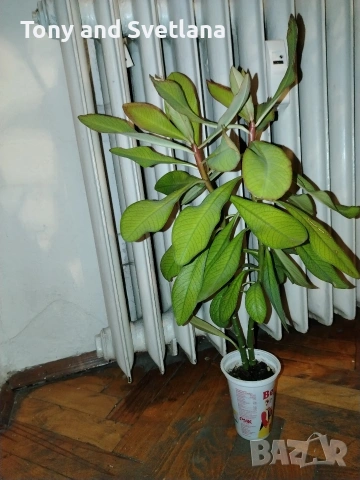 Каучуково дърво (Euphorbia Synadenium grantii), снимка 6 - Стайни растения - 53572970
