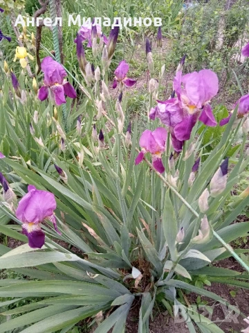 Перуника,ирис, снимка 9 - Градински цветя и растения - 24767505