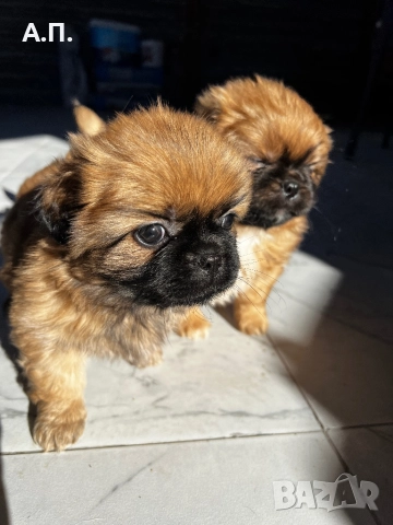 Продавам Чистокръвни пекинези, снимка 3 - Пекинез - 52788805