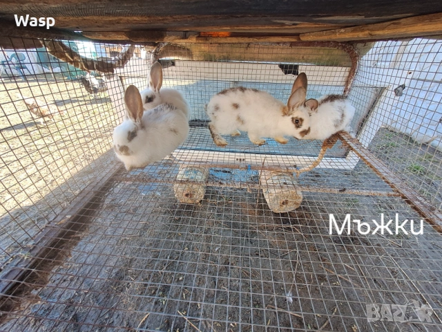 Продавам зайци, снимка 4 - Чинчили - 53402718