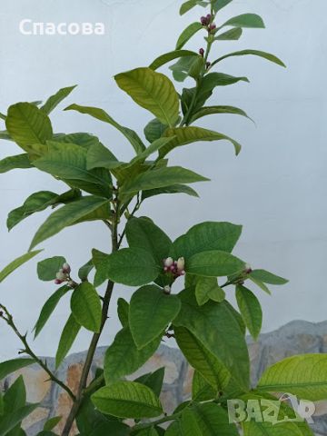 Лимон - Лимоново дръвче , снимка 2 - Градински цветя и растения - 41291782