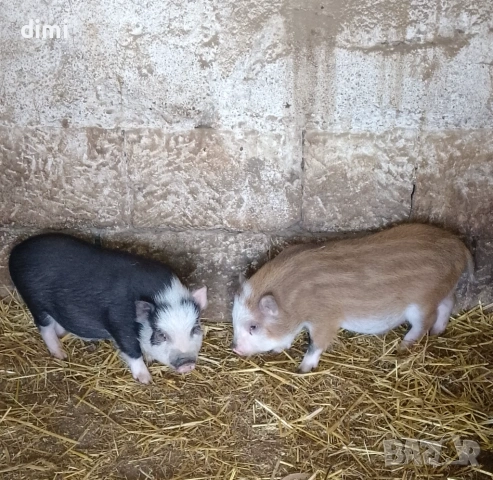 Продавам Виетнамски Прасета, снимка 2 - Прасета - 53641283