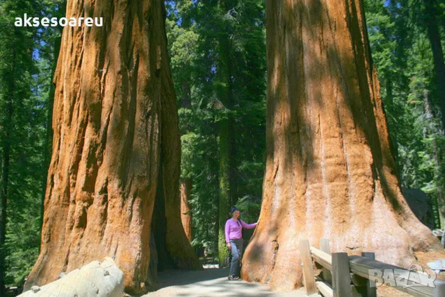 15 x семена гигантска секвоя мамутово дърво sequoiadendron giganteum за декорация на двора, снимка 9 - Сортови семена и луковици - 49826111