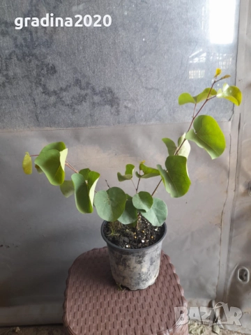 Див рожков (Cercis siliquastrum) Дърво на Юда, снимка 7 - Разсади - 49944845