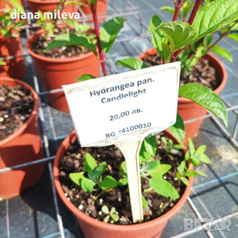 Хортензия Кандилайт, Hydrangea paniculata Candlllight за супер слънце!!, снимка 7 - Градински цветя и растения - 42539664