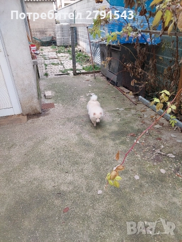 померан щпиц момичета, снимка 3 - Померан - 52874758