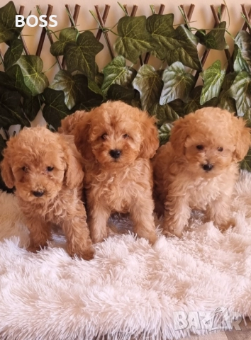 Той Пудел Тоу Poodle, снимка 6 - Пудели - 49144293