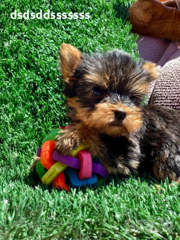 Продавам мини йорки , снимка 4 - Йоркширски териер - 52802254