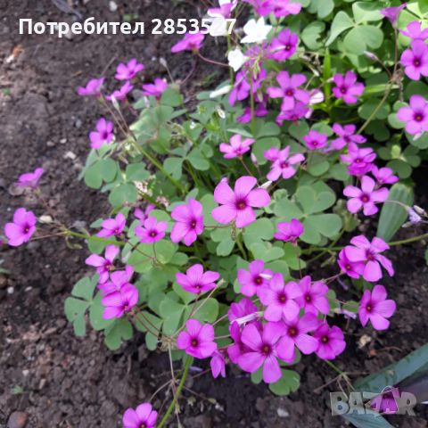 Детелина /Оксалис Микс розова и бяла, снимка 4 - Градински цветя и растения - 45492721