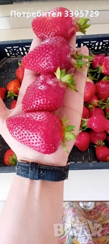 разсад за ягоди само сега не изпускаите шанса запазете си разсад за ягоди 0.30€, снимка 12 - Разсади - 53264169