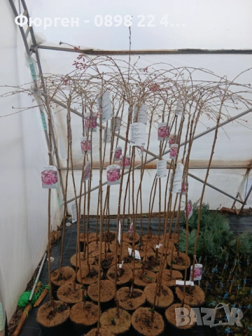 Плачеща японска вишна – Prunus ‘Pendula Rubra’, снимка 4 - Разсади - 54184955