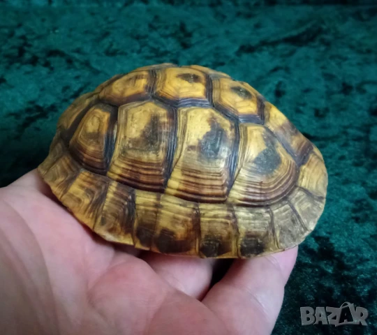 коруба на костенурка, снимка 5 - Други ценни предмети - 51387311