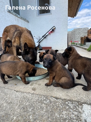 Белгийска овчарка Малиноа, снимка 4 - Белгийска овчарка - 54258738