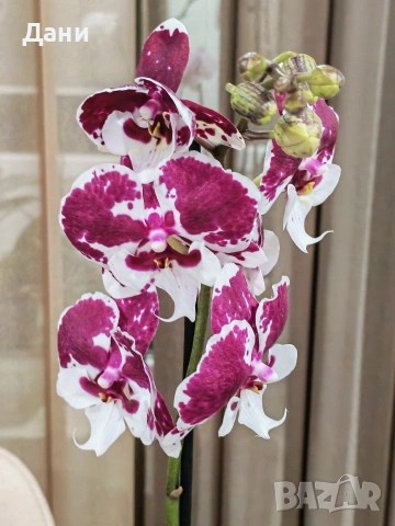 Орхидеи Фаленопсис