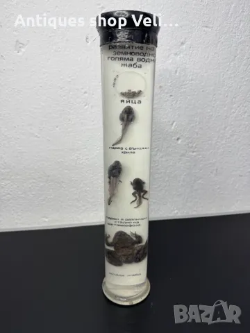 Препарирана жаба в стъкленица №6969 , снимка 1