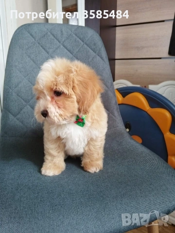 Shih poo /Mini poodle , снимка 4 - Пудели - 54254343