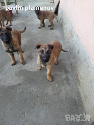 Белгийска овчарка малиноа, снимка 5 - Белгийска овчарка - 53658994