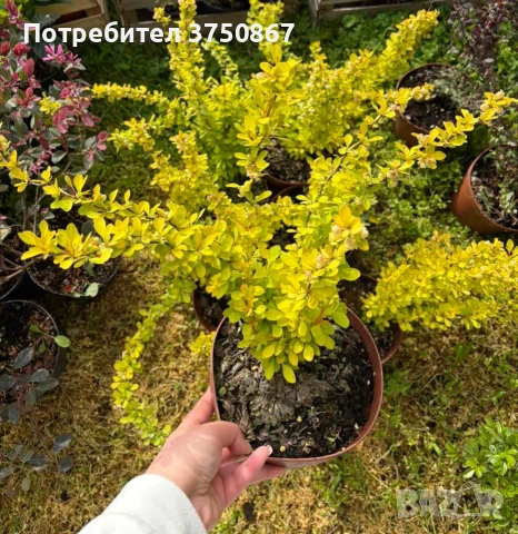 🧡🌿☀️ Берберис Тунберга ‘Aurea’ (Berberis thunbergii ‘Aurea’) , снимка 4 - Градински цветя и растения - 54273765
