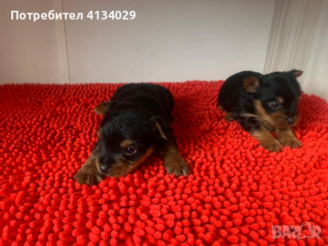 Мини и стандартни Йорки мъжки 35 дни и Супер мини Йорки мъжки 1,5 кг на две години, снимка 13 - Йоркширски териер - 53228272