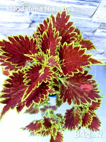 Coleus,сортови копривки, снимка 5 - Градински цветя и растения - 47554920