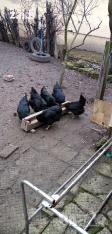 Кокошки и петел Австралорп, снимка 9 - Кокошки и пуйки - 53276015