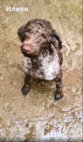 Лагото романьоло, снимка 1