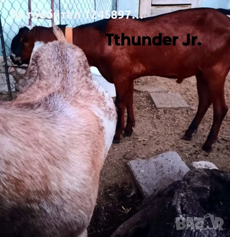 Чистопороден англо-нубийски пръч