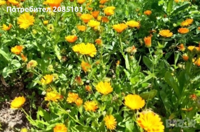 Невен, снимка 3 - Стайни растения - 52181518