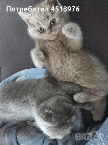 Котенца Британчета, снимка 8 - Британска късокосместа - 54273732