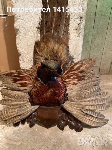 Продавам препариран фазан, снимка 5 - Други ценни предмети - 52595167